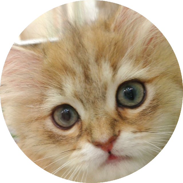 プロフィール画像