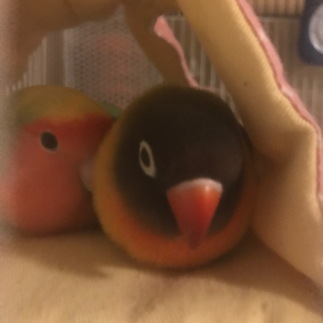 プロフィール画像