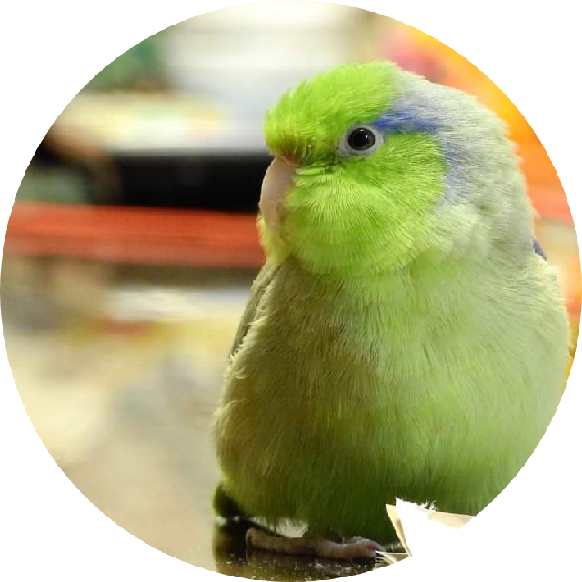 プロフィール画像
