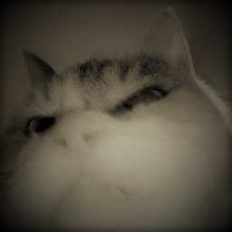 プロフィール画像