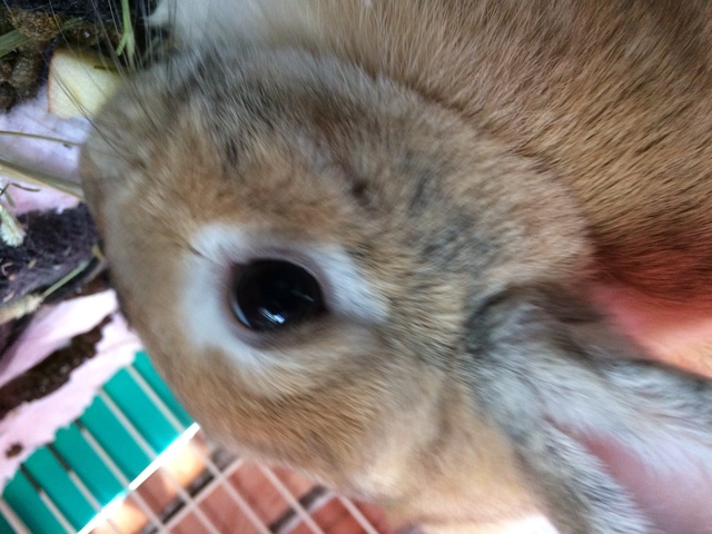 ベタ慣れ抱っこ大好きウサちゃんと ウサギのお部屋へおいでやす